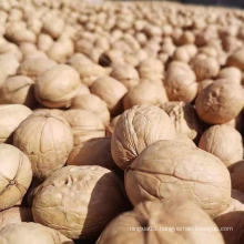 Xinjiang thin Shell lowest price plant walnut inshell  paper 33 walnuts